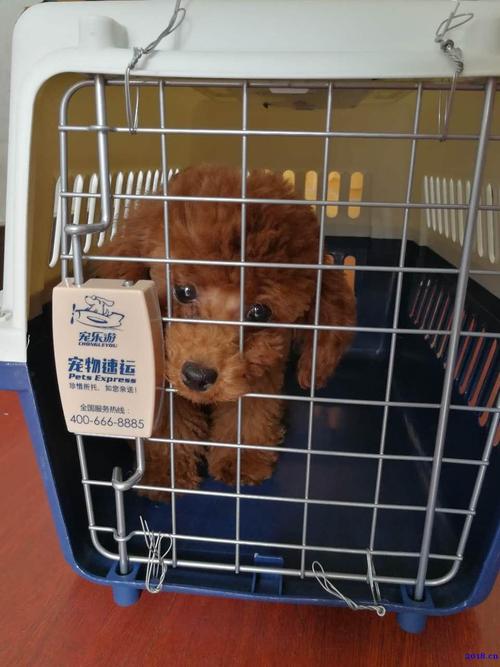 武汉大型宠物托运_24小时免费上门接送