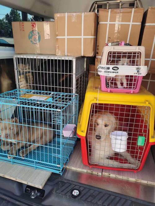 武汉宠物空运-全国上门接送